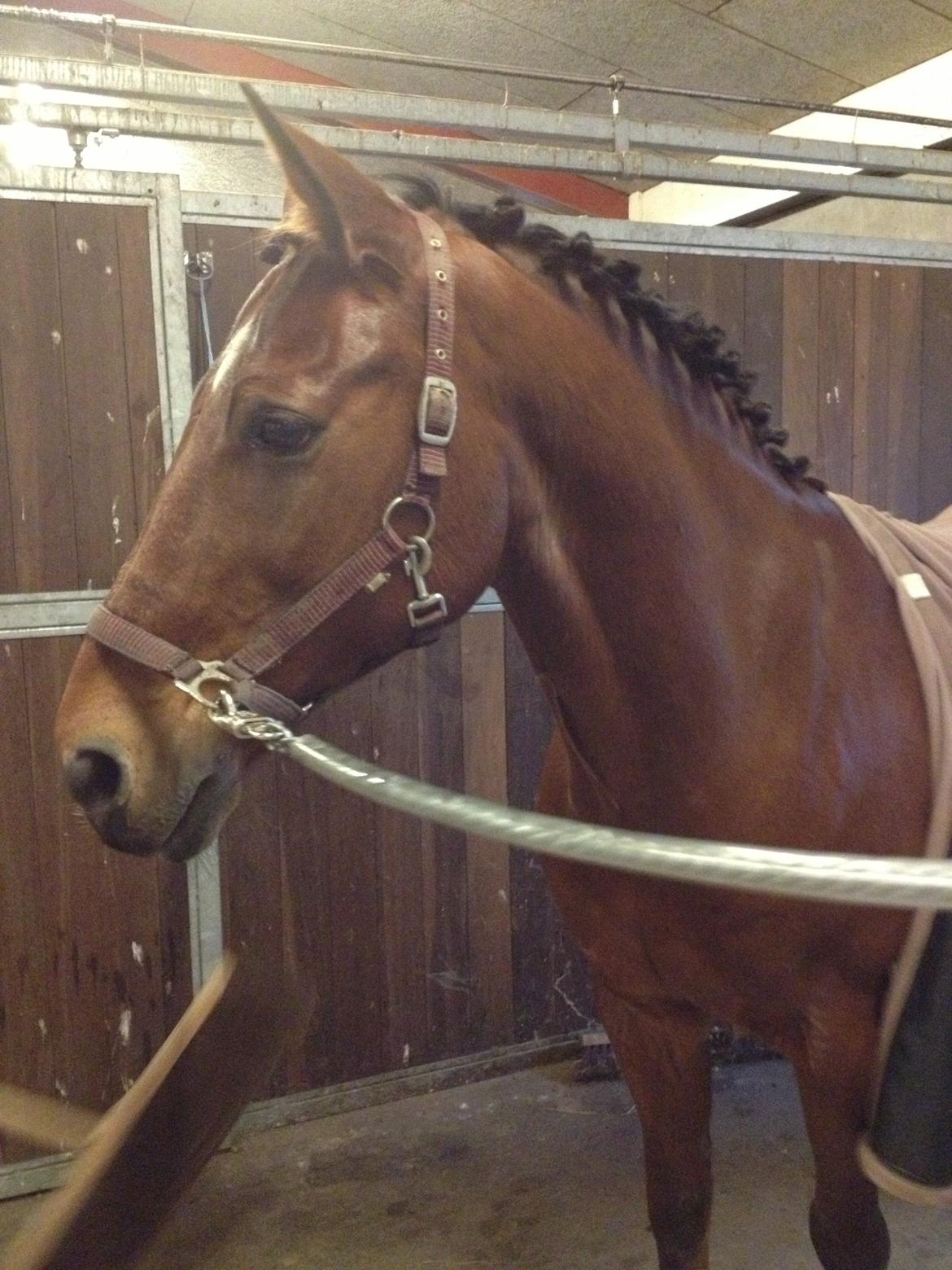 Anden særlig race Shorty - Klar til dressurstævne<3  billede 15