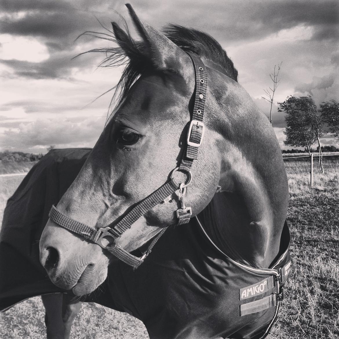 Anden særlig race Shorty - :-) billede 17