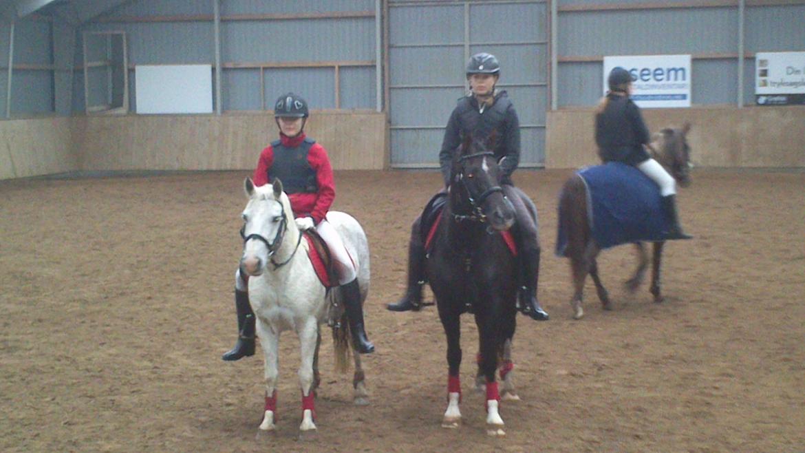 Welsh Pony (sec B) Zafir billede 24