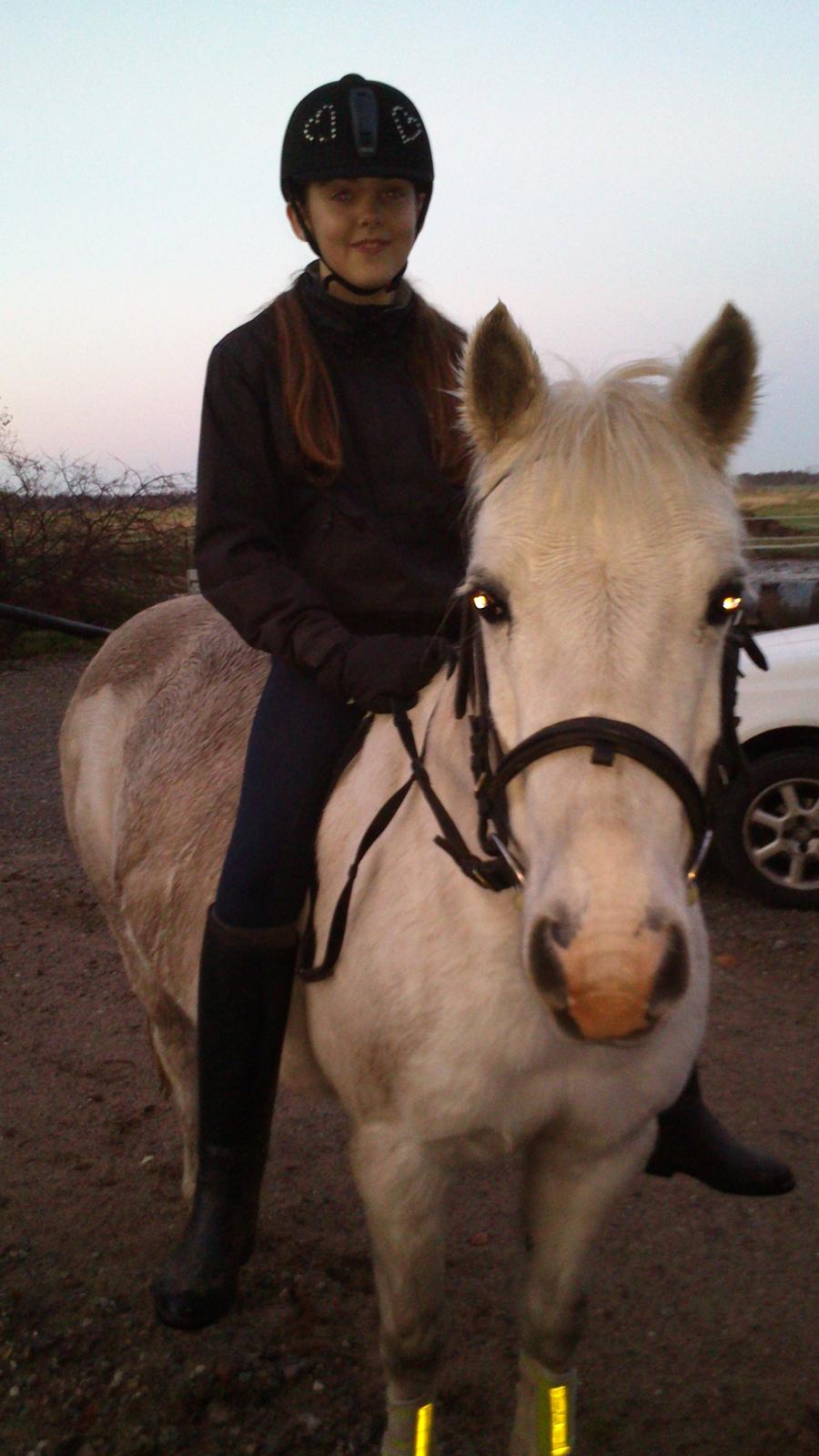 Welsh Pony (sec B) Zafir billede 25