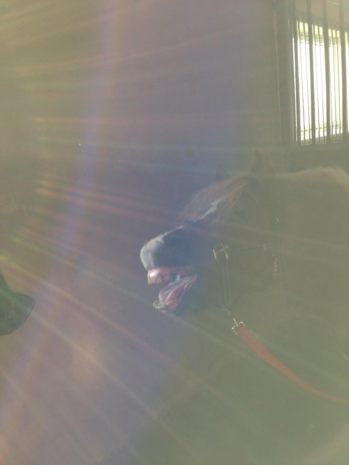 Anden særlig race My lady billede 1