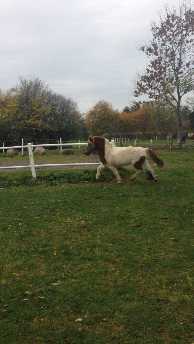 Anden særlig race My lady billede 5