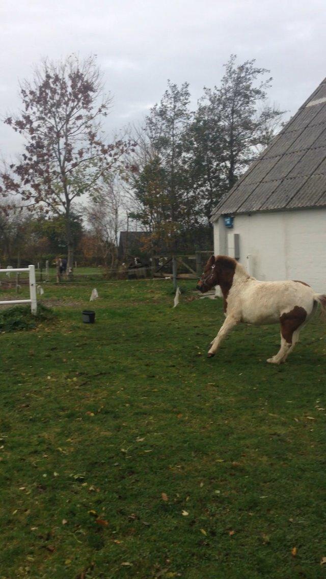 Anden særlig race My lady - Hun satte benene helt inde under maven  billede 6