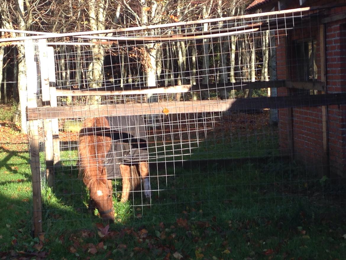 Anden særlig race Bakkegårds Bella billede 18