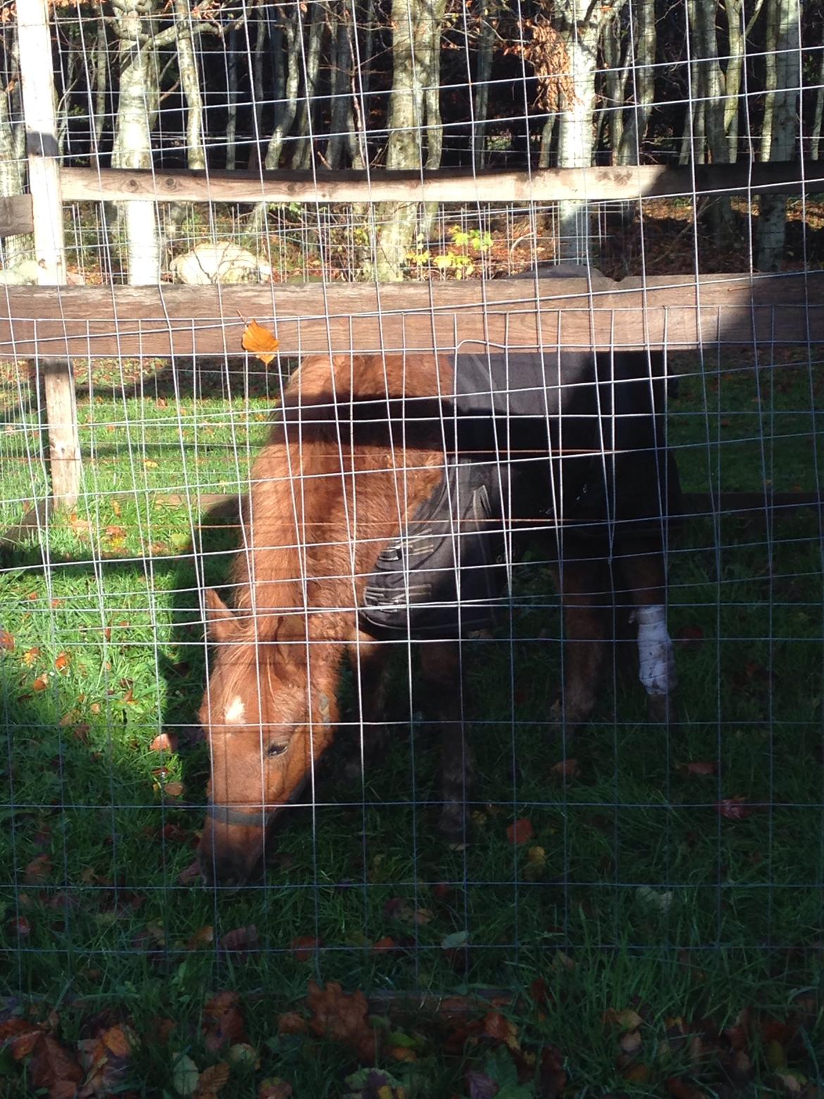 Anden særlig race Bakkegårds Bella billede 19