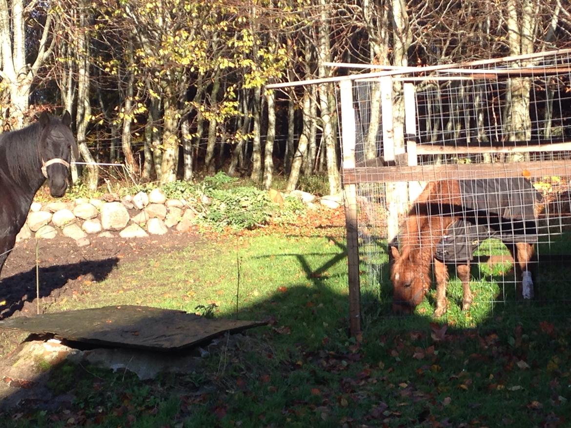 Anden særlig race Bakkegårds Bella billede 20