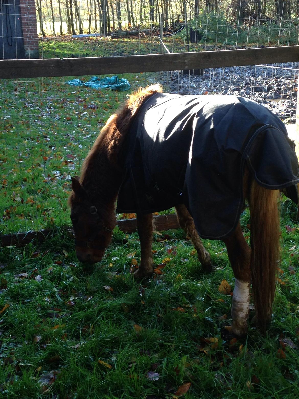 Anden særlig race Bakkegårds Bella billede 21