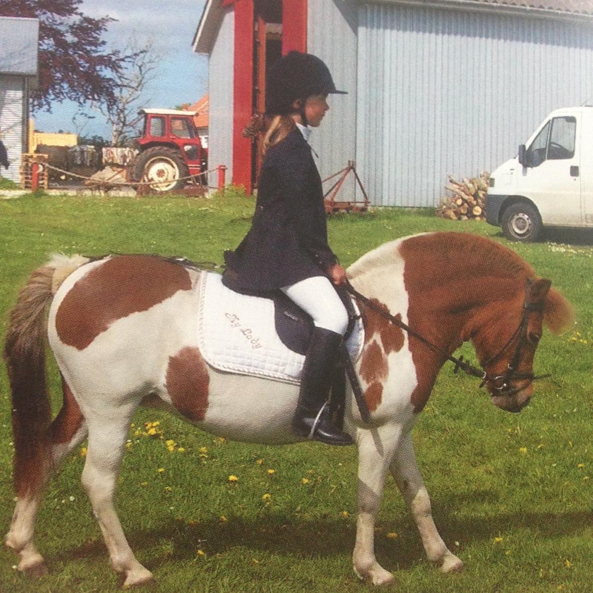 Anden særlig race My lady billede 10