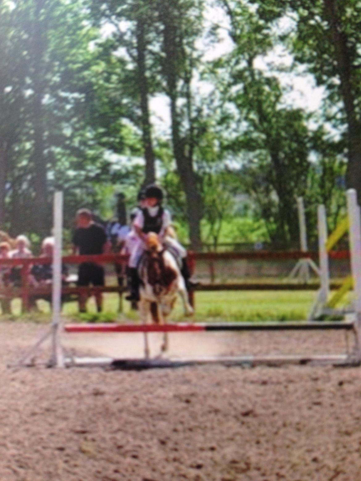 Anden særlig race My lady billede 14