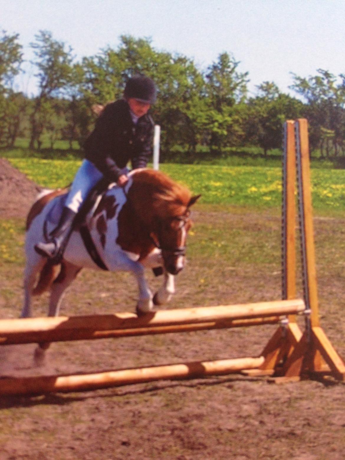 Anden særlig race My lady billede 19