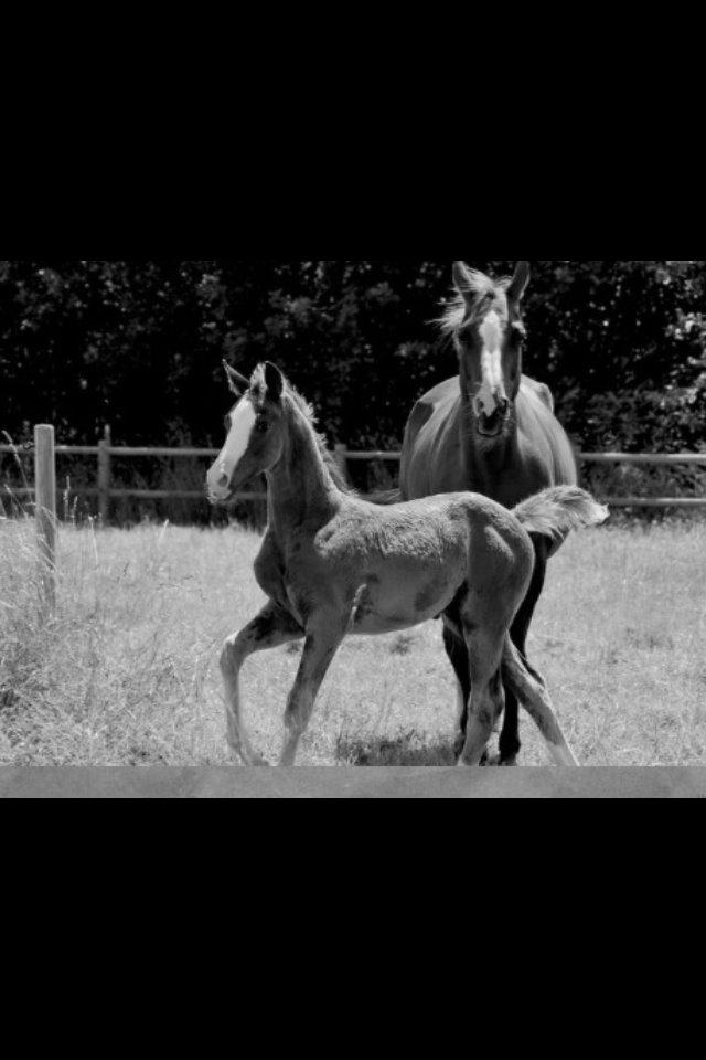 Hannoveraner Malou billede 13