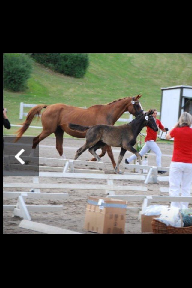 Hannoveraner Malou billede 12