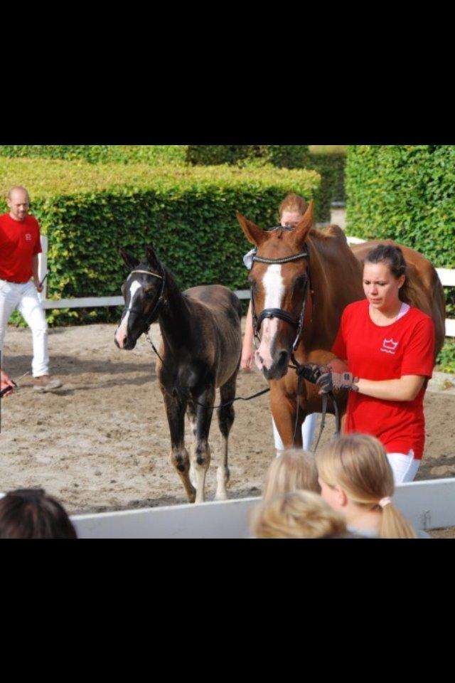 Hannoveraner Malou billede 11