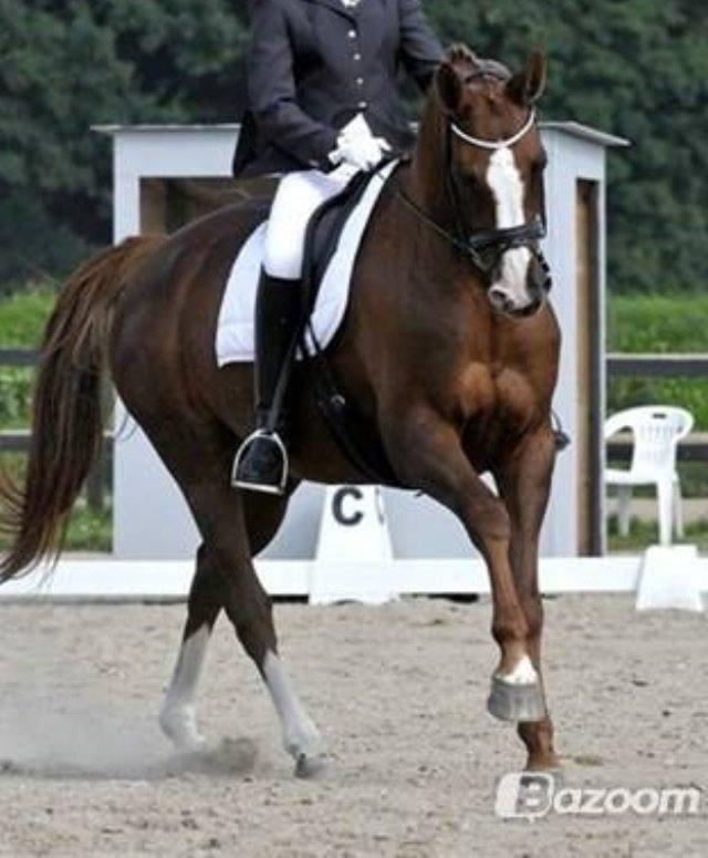 Hannoveraner Malou - Malooou <3 billede 8