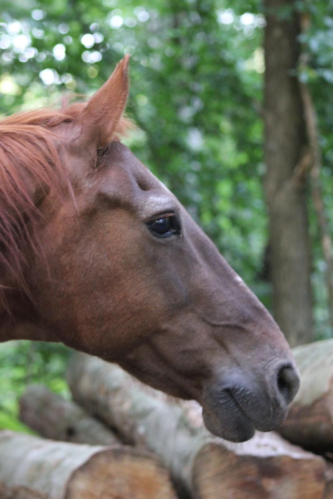 Frederiksborg |Zarif billede 4