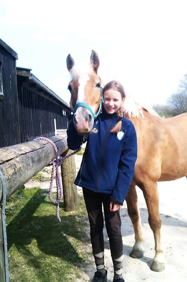 Haflinger Sissi billede 36