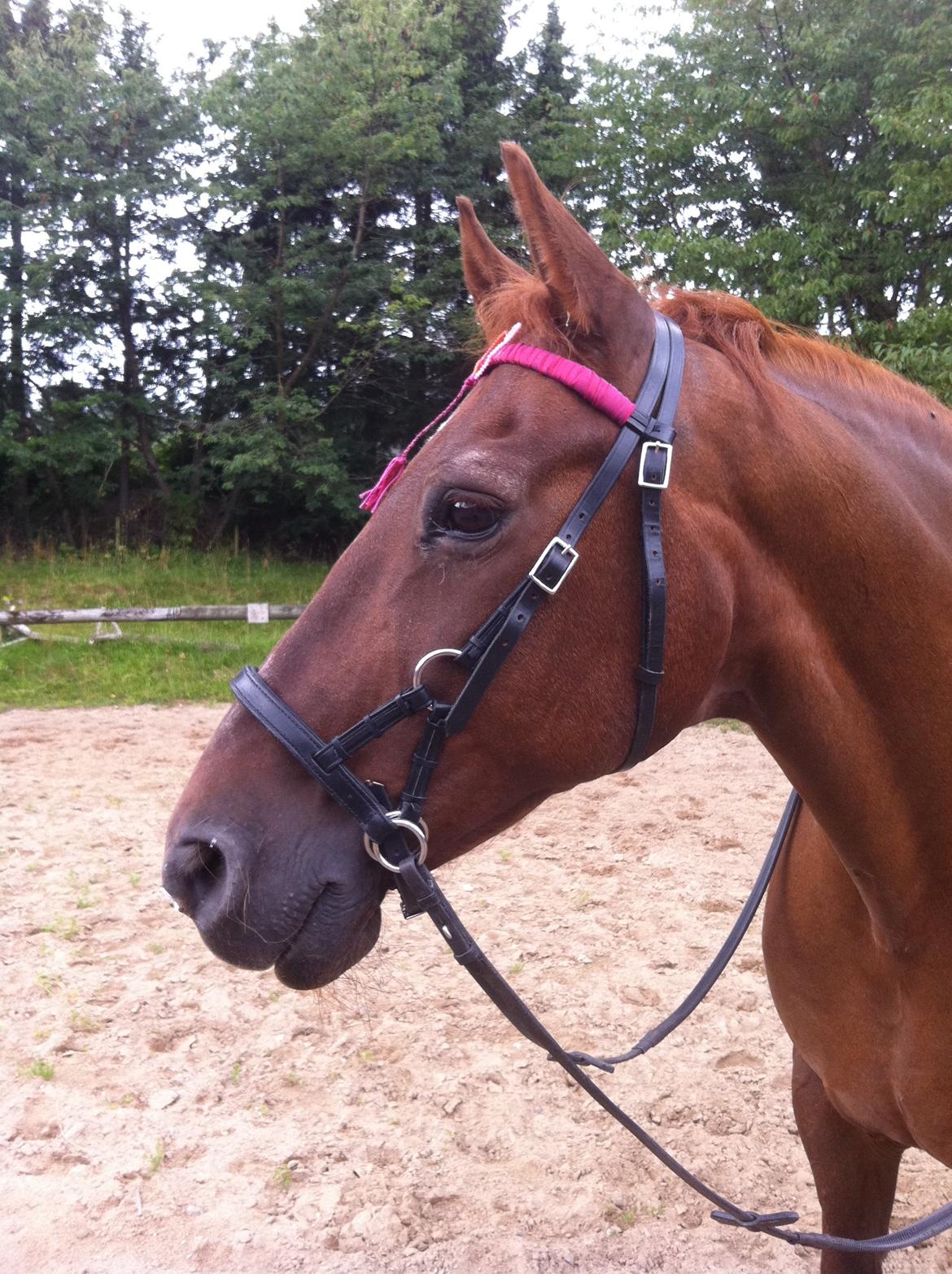 Frederiksborg |Zarif billede 15