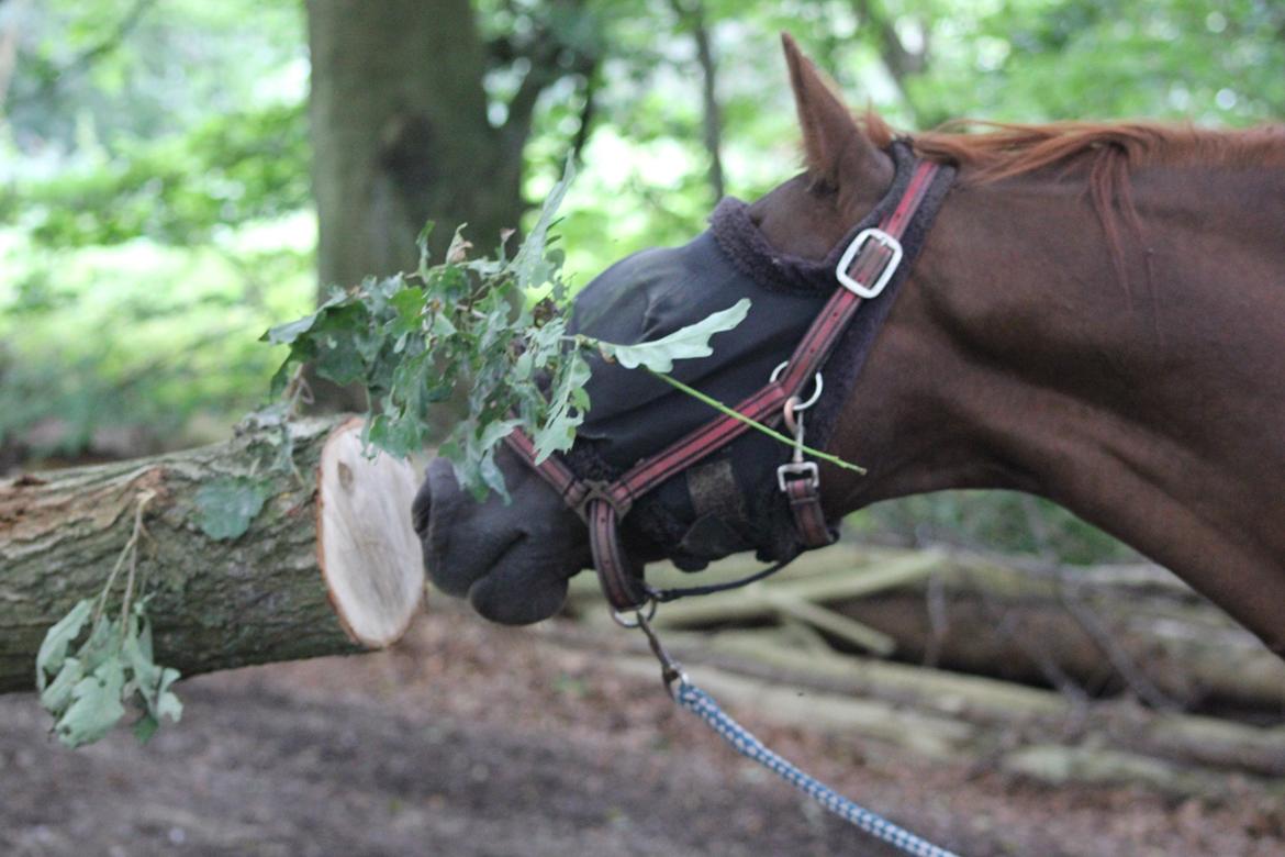 Frederiksborg |Zarif billede 19