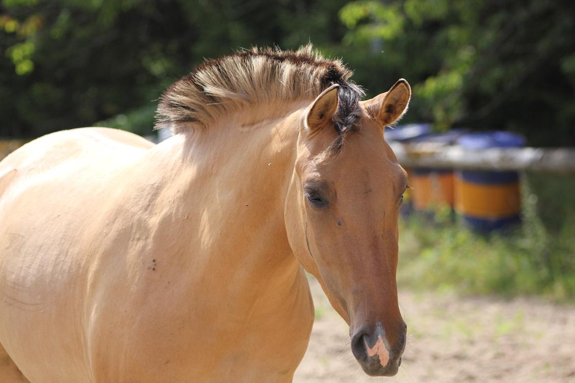 Anden særlig race Cocio billede 10