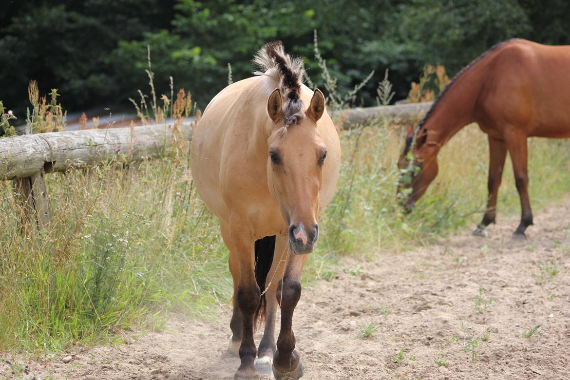 Anden særlig race Cocio billede 8