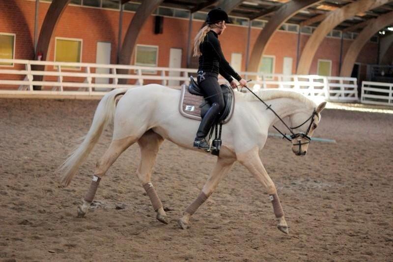 Palomino Solheim's Ramina - RDH Hoppe billede 4