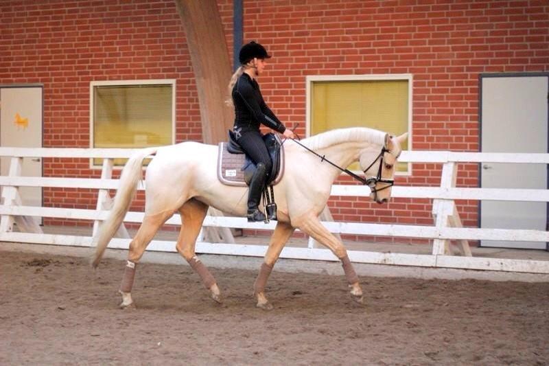 Palomino Solheim's Ramina - RDH Hoppe billede 8