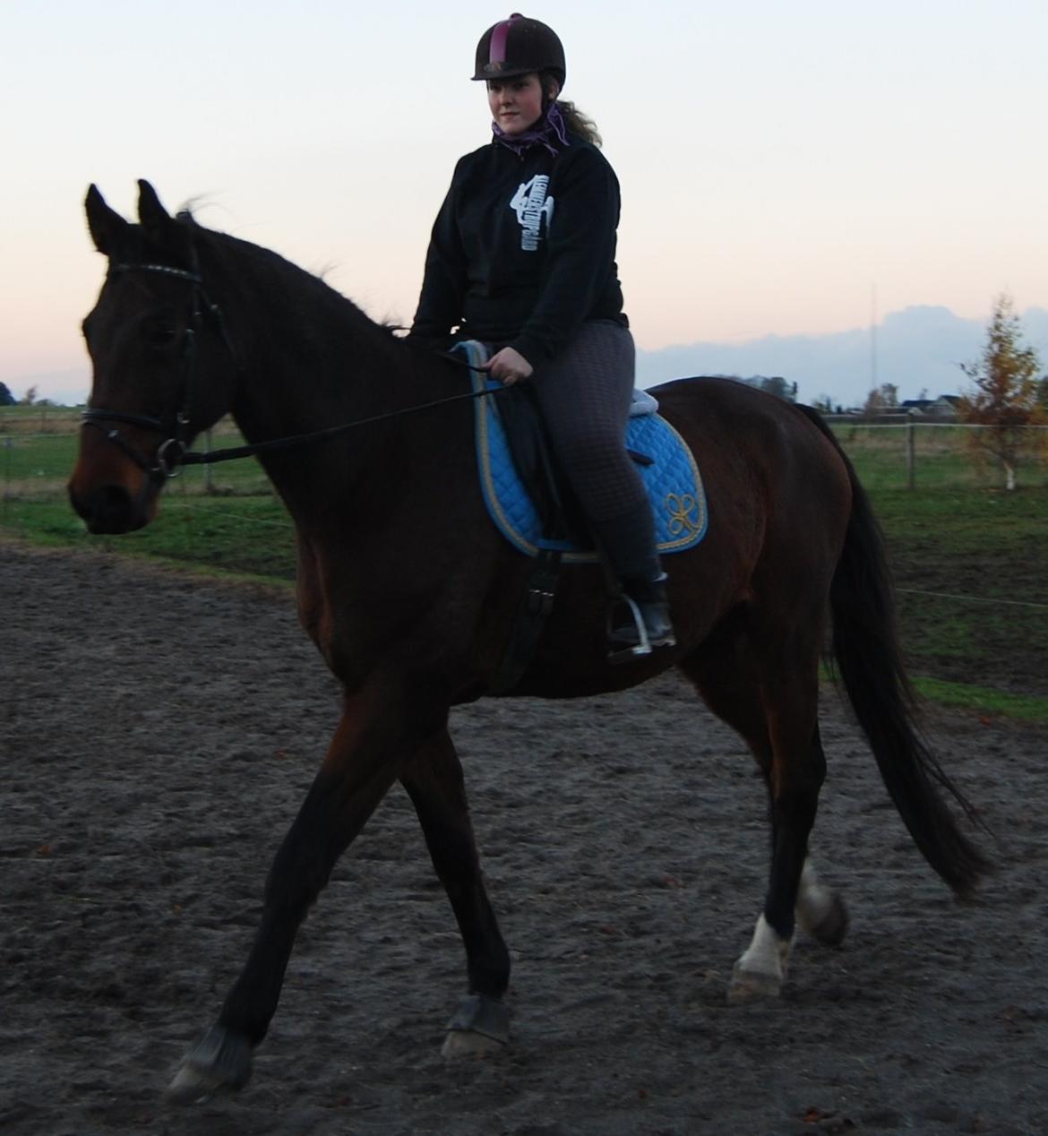 Dansk Varmblod Don Juan billede 21