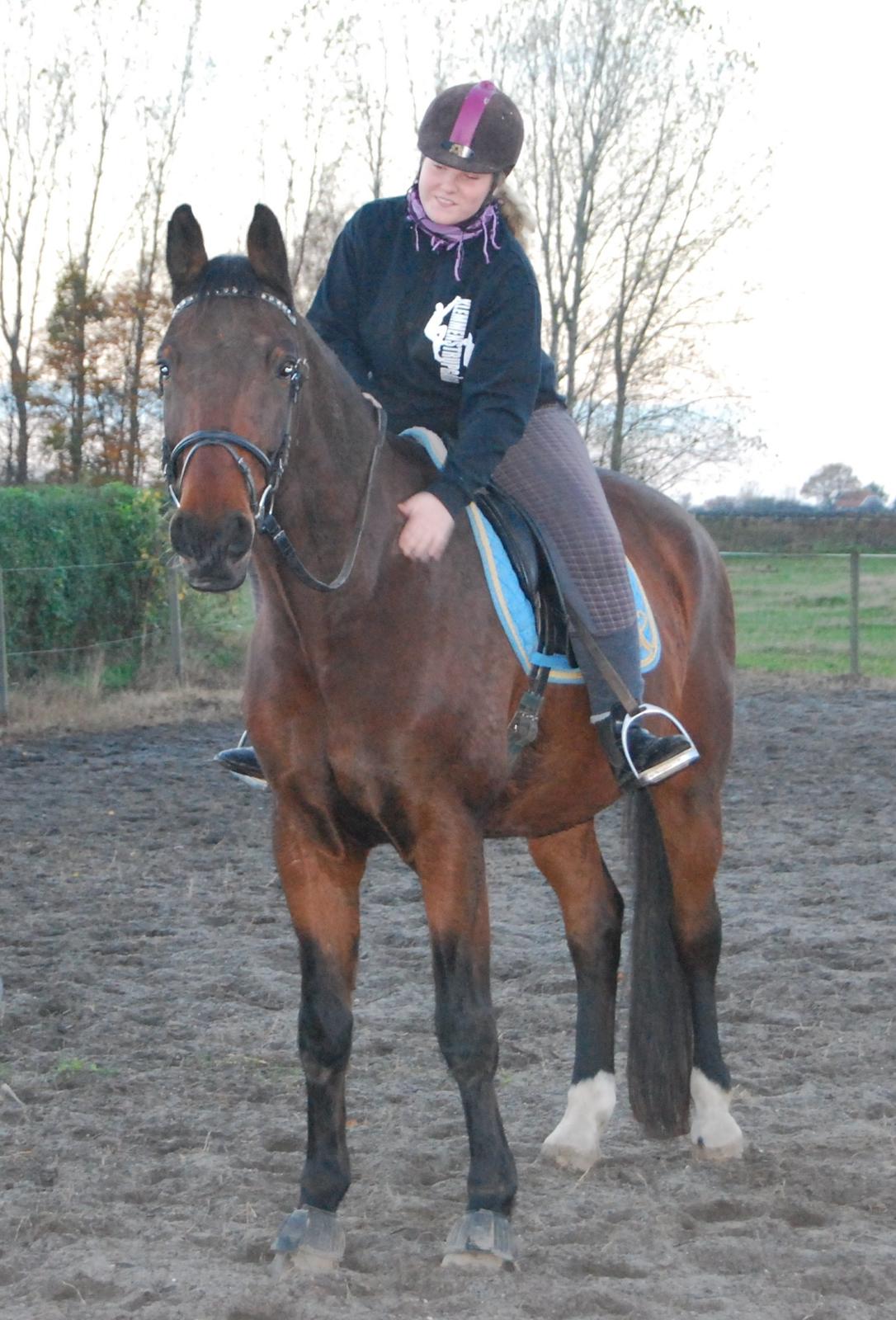 Dansk Varmblod Don Juan billede 22