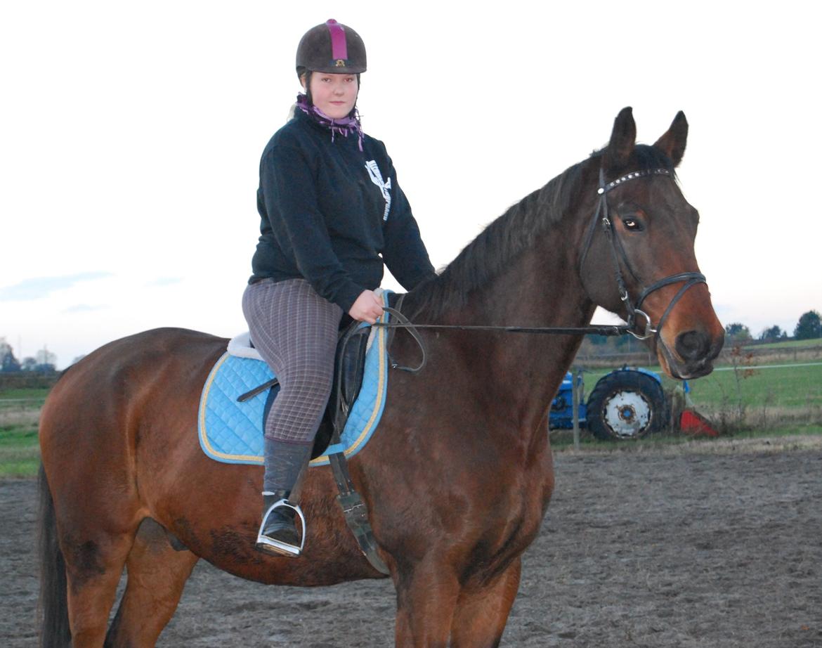 Dansk Varmblod Don Juan billede 23