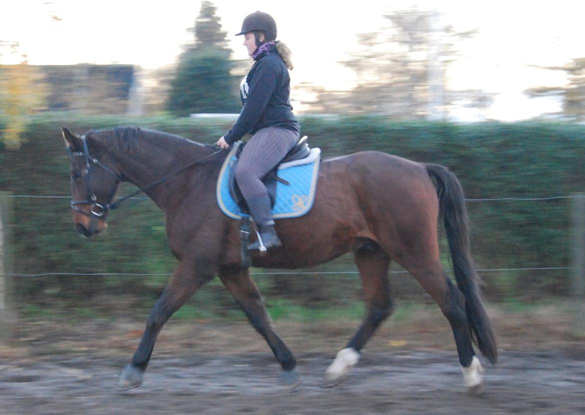 Dansk Varmblod Don Juan billede 24