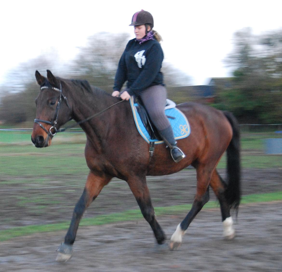 Dansk Varmblod Don Juan billede 25