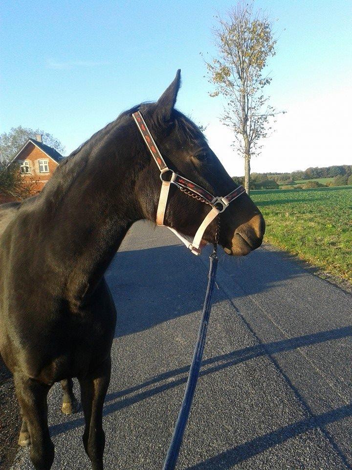 Anden særlig race Diva (solgt) billede 7