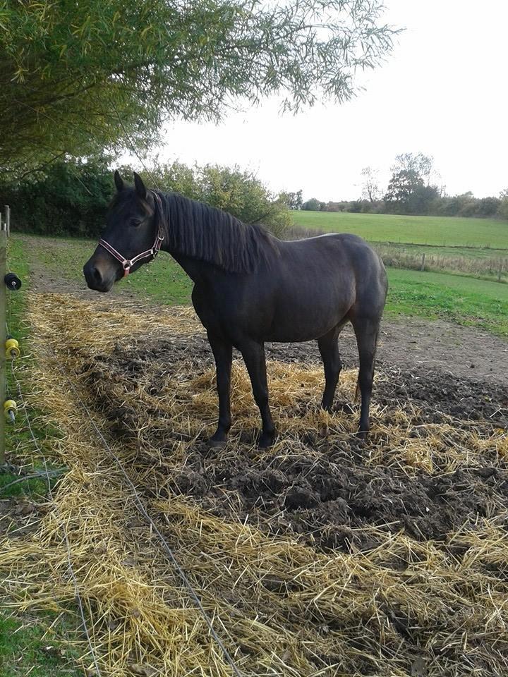 Anden særlig race Diva (solgt) billede 2