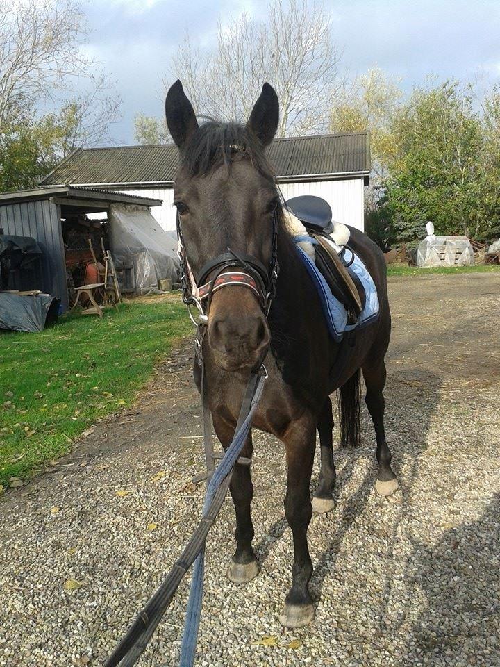 Anden særlig race Diva (solgt) billede 11