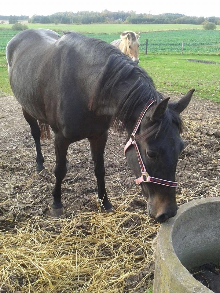 Anden særlig race Diva (solgt) billede 3
