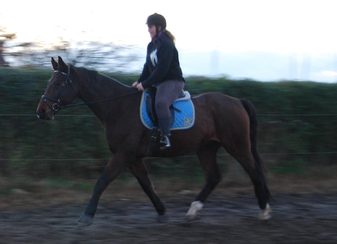 Dansk Varmblod Don Juan billede 26