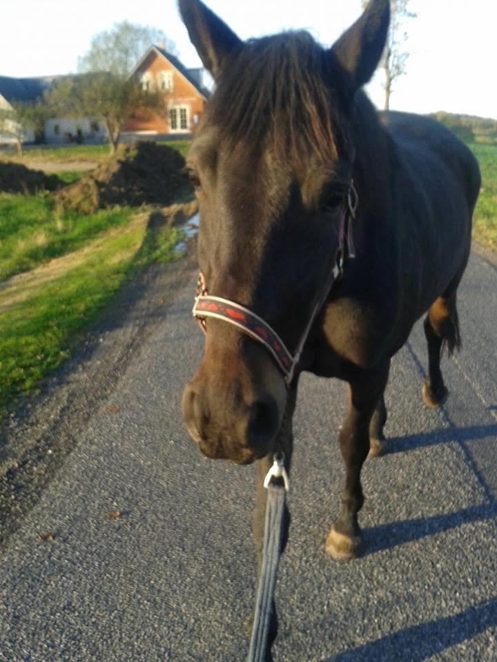 Anden særlig race Diva (solgt) billede 8