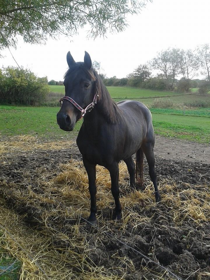 Anden særlig race Diva (solgt) billede 1