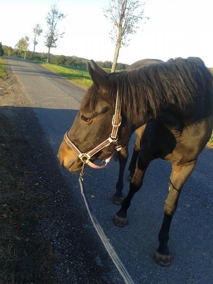 Anden særlig race Diva (solgt) billede 9