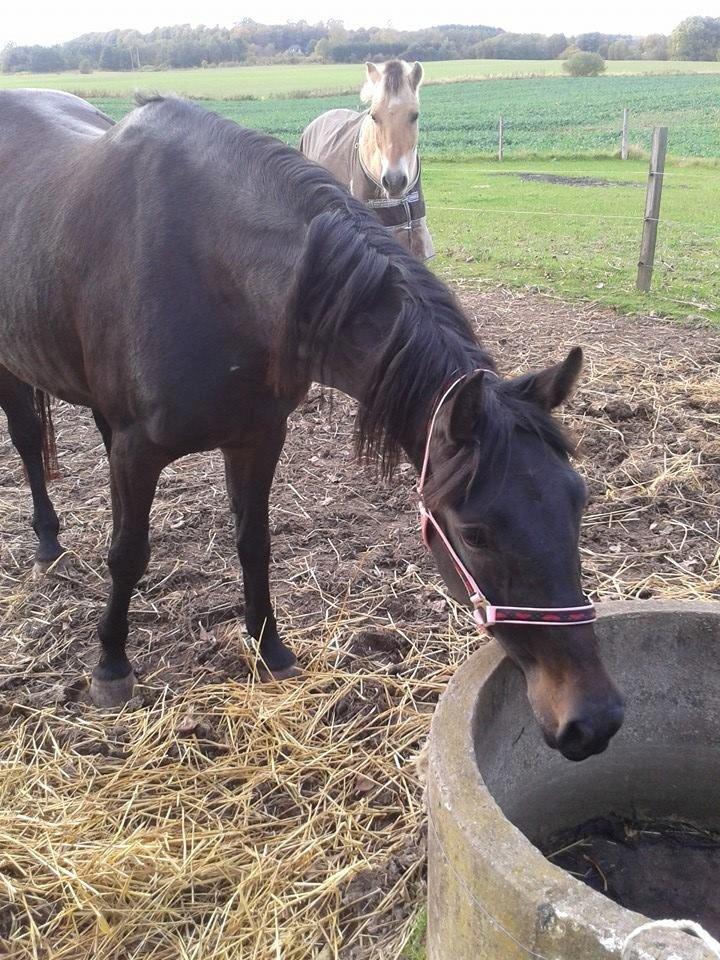 Anden særlig race Diva (solgt) billede 4