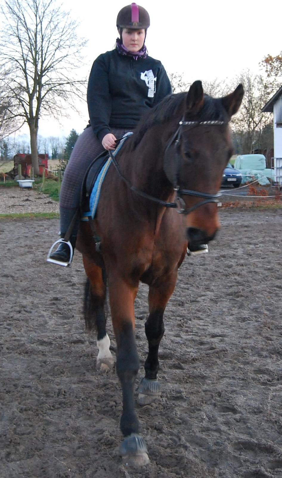 Dansk Varmblod Don Juan billede 27