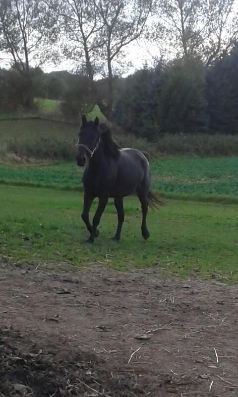 Anden særlig race Diva (solgt) billede 5