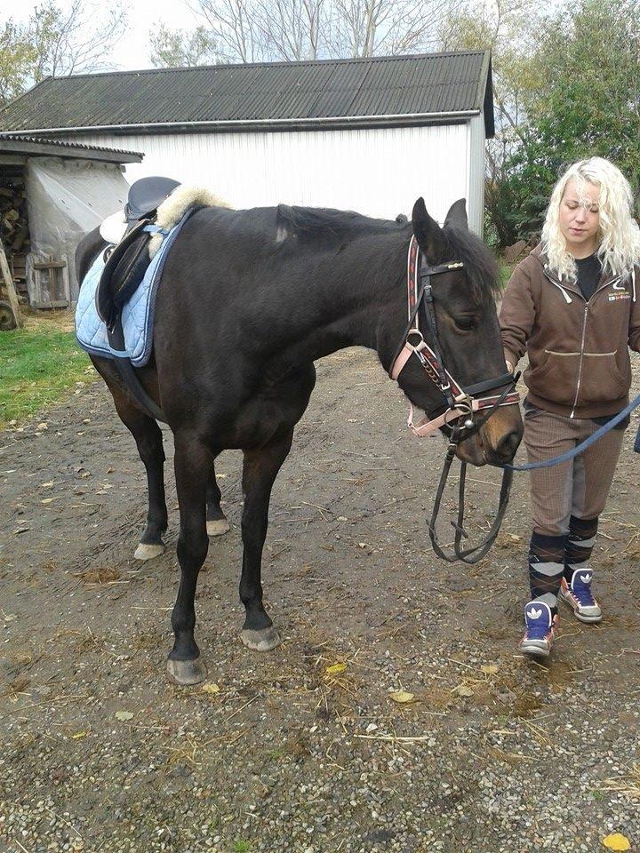 Anden særlig race Diva (solgt) billede 14