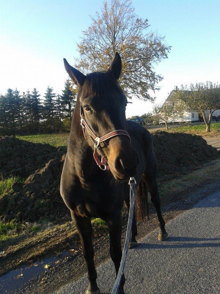 Anden særlig race Diva (solgt) billede 6