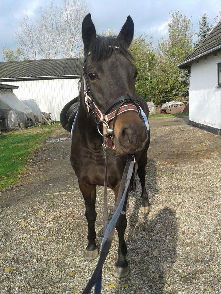 Anden særlig race Diva (solgt) billede 15