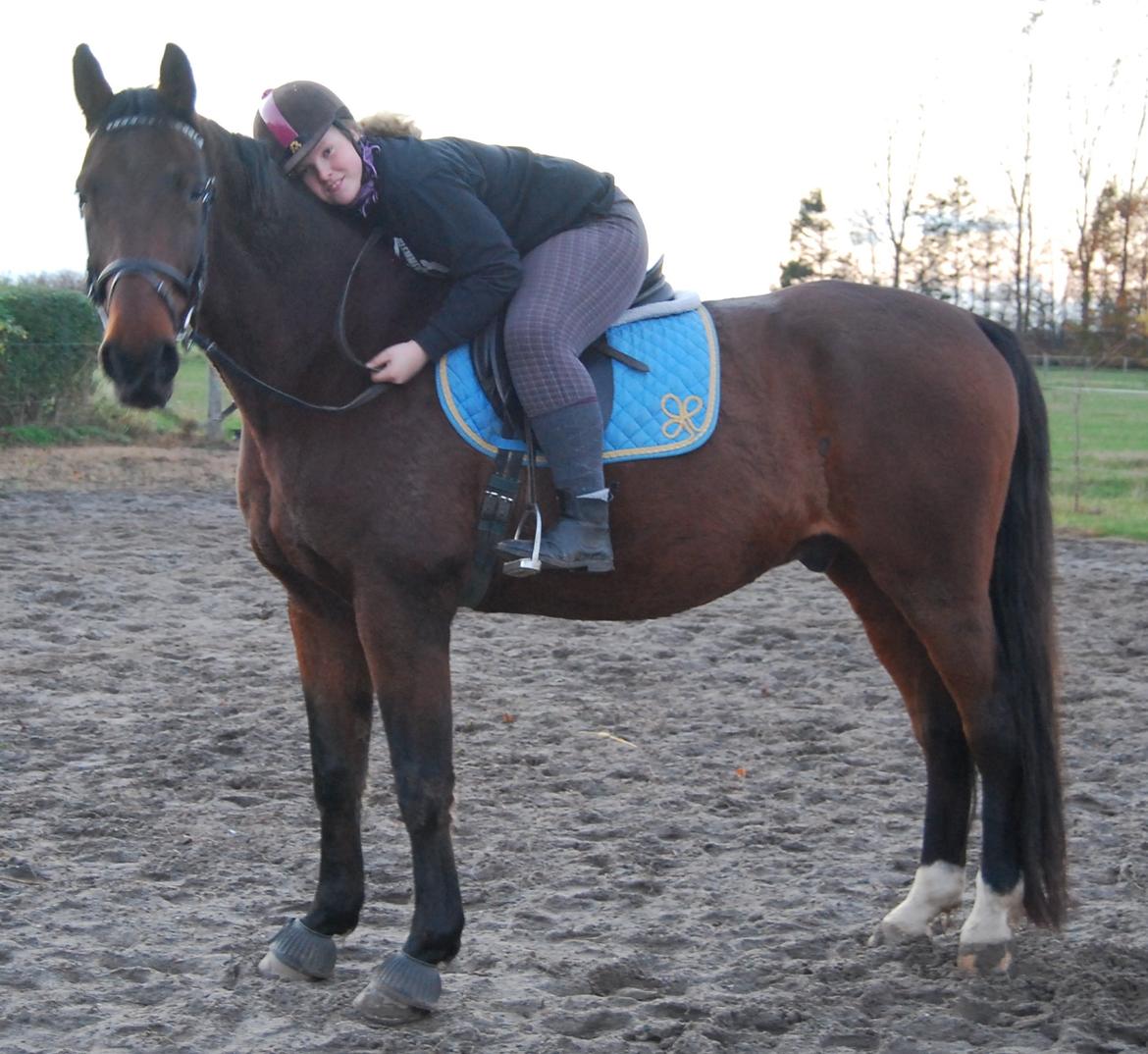 Dansk Varmblod Don Juan billede 28