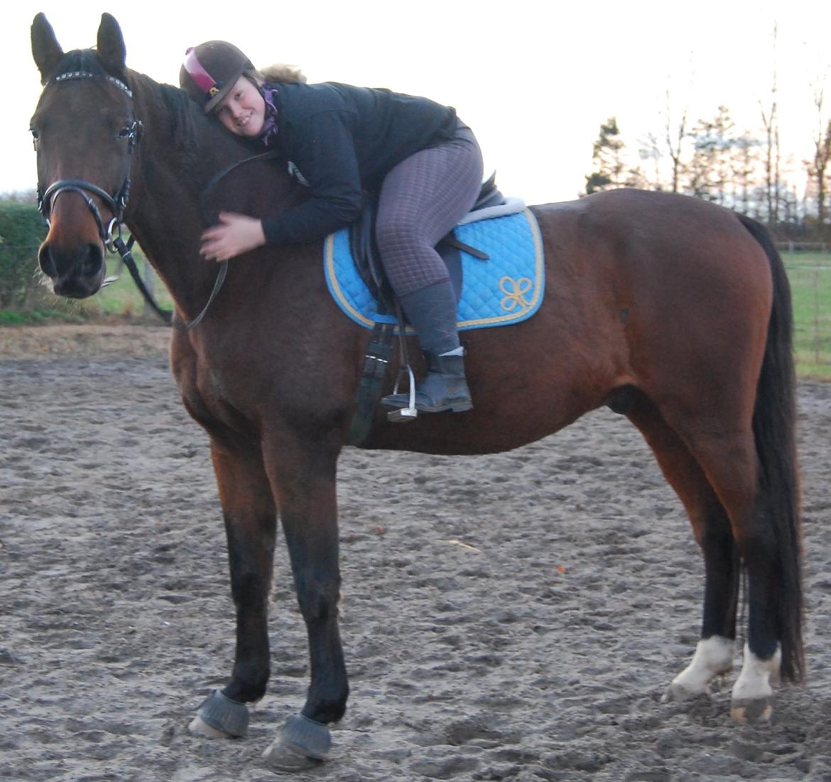 Dansk Varmblod Don Juan billede 29