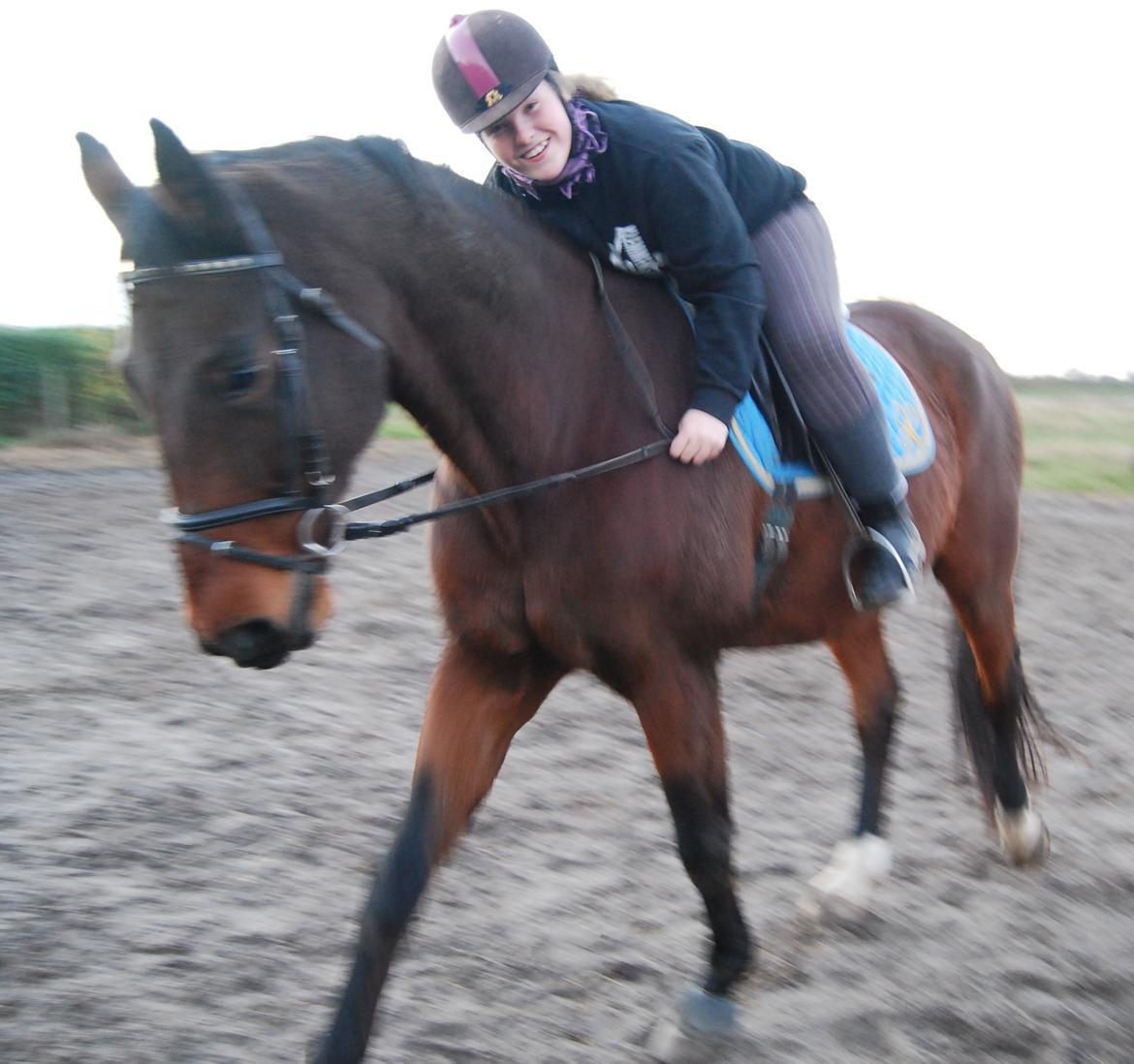 Dansk Varmblod Don Juan billede 30