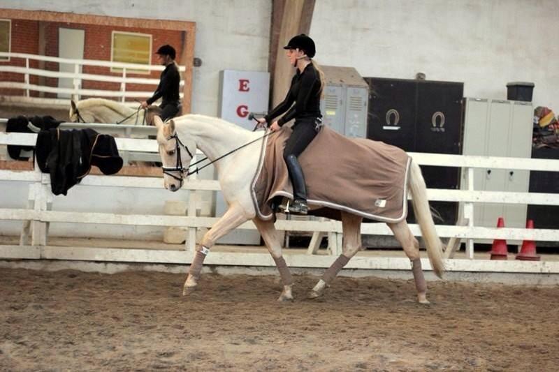 Palomino Solheim's Ramina - RDH Hoppe billede 15