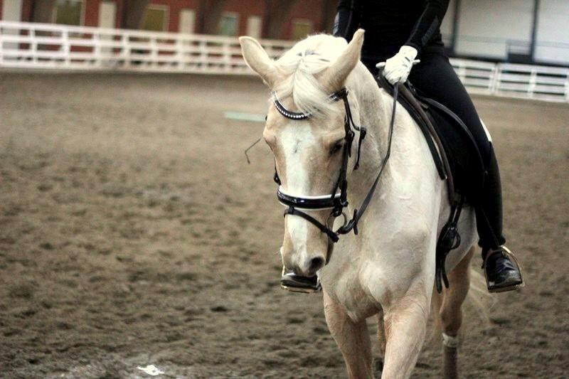 Palomino Solheim's Ramina - RDH Hoppe billede 6